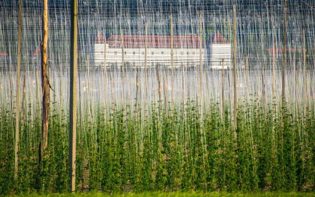 Na zeleno barvam svet