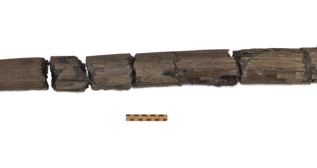 Levi okel, Borsonov ali evrazijski mastodont