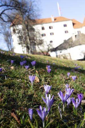 Dan odprtih ob mednarodnem dnevu žena